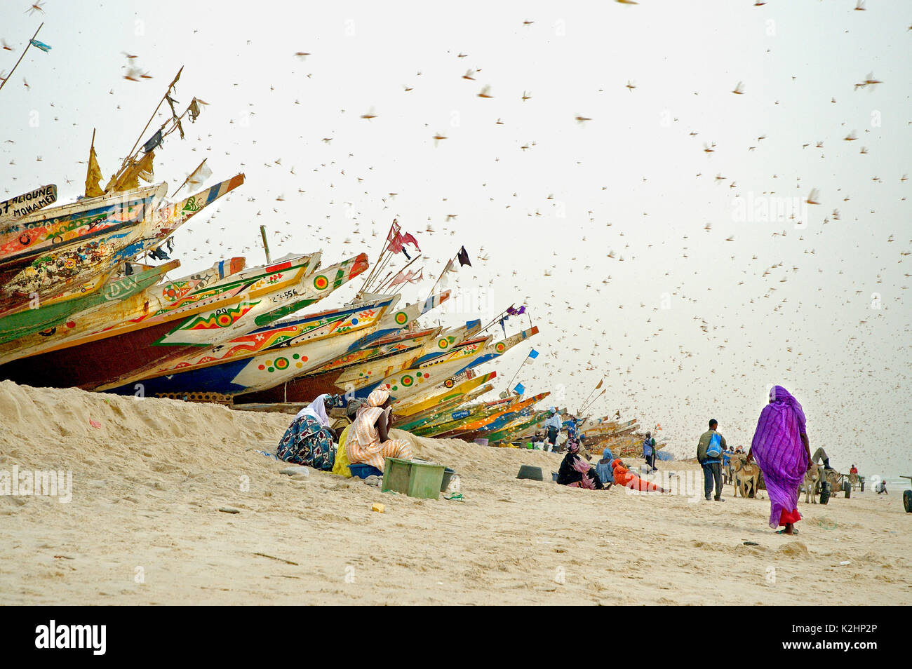 Eine Frau schützt sich von einem Schwarm von Heuschrecken am Strand Plage. Nouakchott, Mauretanien Stockfoto