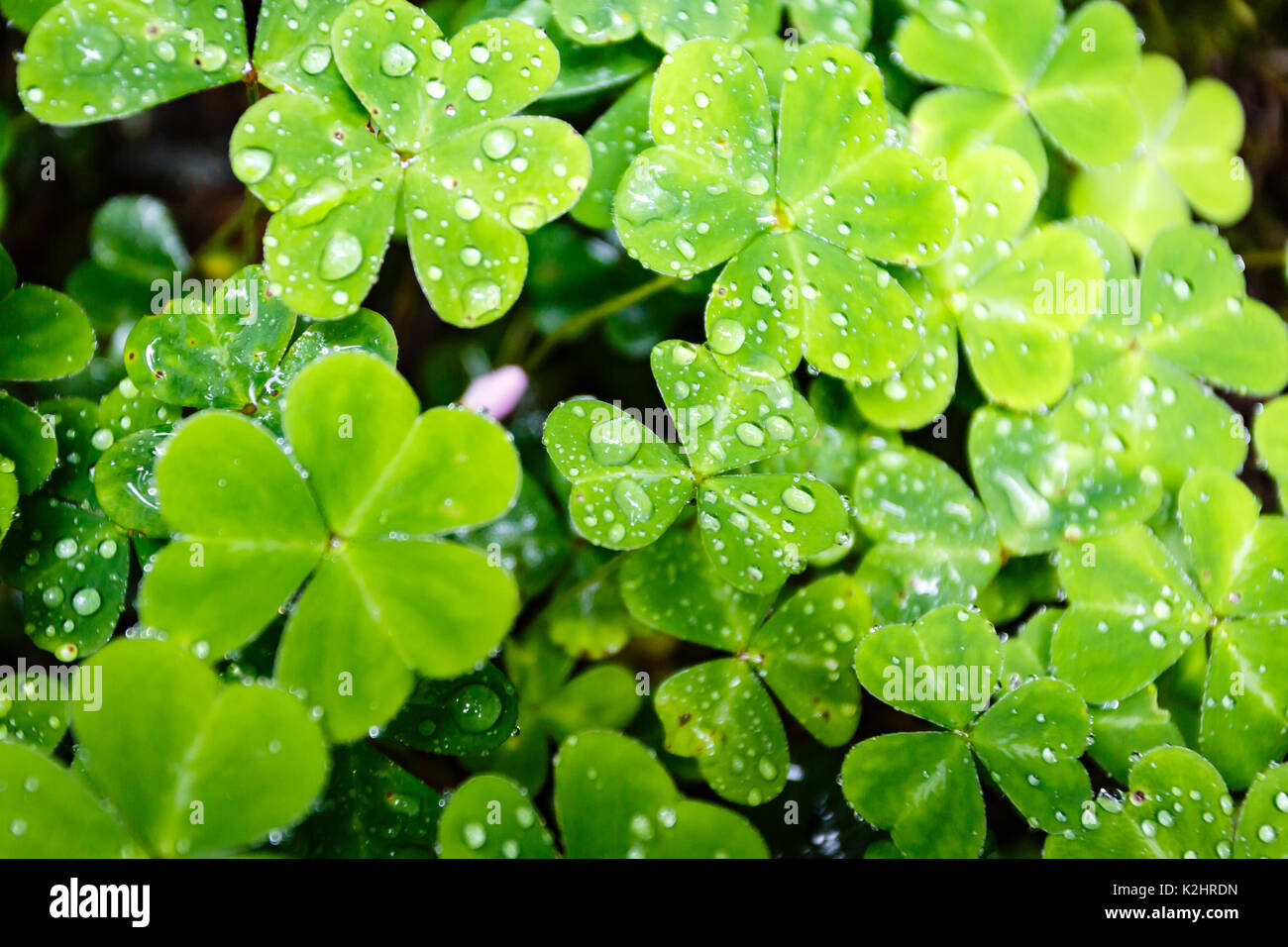 Nahaufnahme der Vielzahl von Klee, die im Redwood Forest wächst mit Wassertropfen auf den Blättern Stockfoto