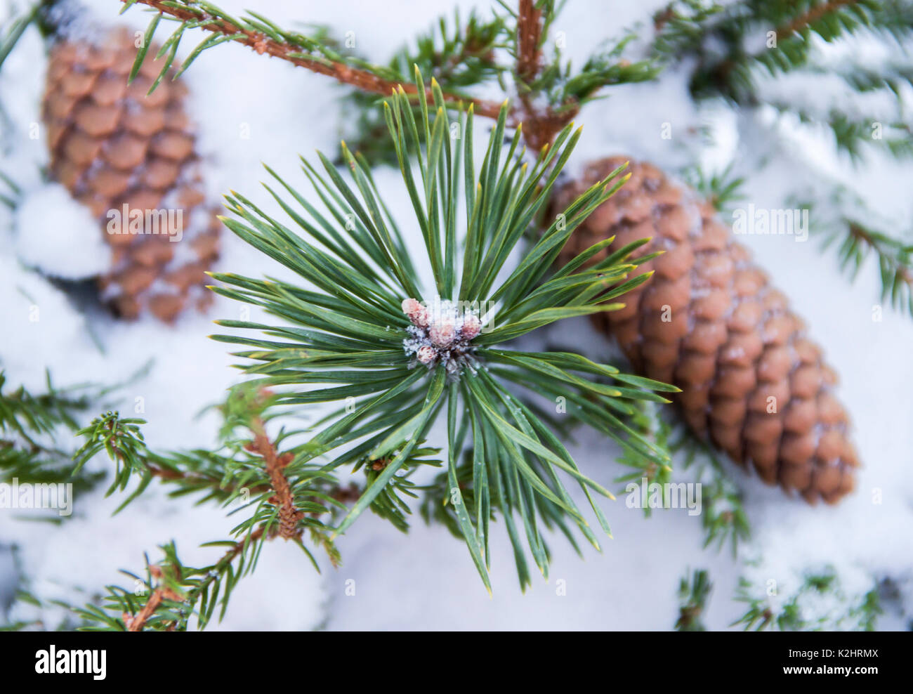 Fichte Äste mit Schnee bedeckt, Zweig der Tannenbaum im Schnee mit Kegeln, Hintergrund Stockfoto