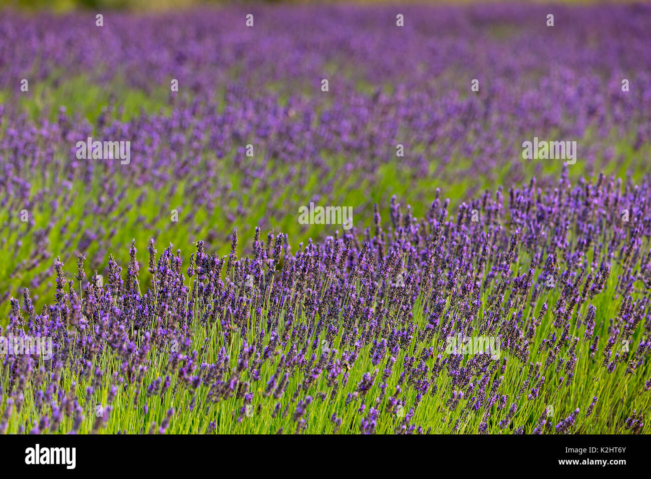 Lavendel (Lavandula), in der Nähe von Sault, Provence. Stockfoto