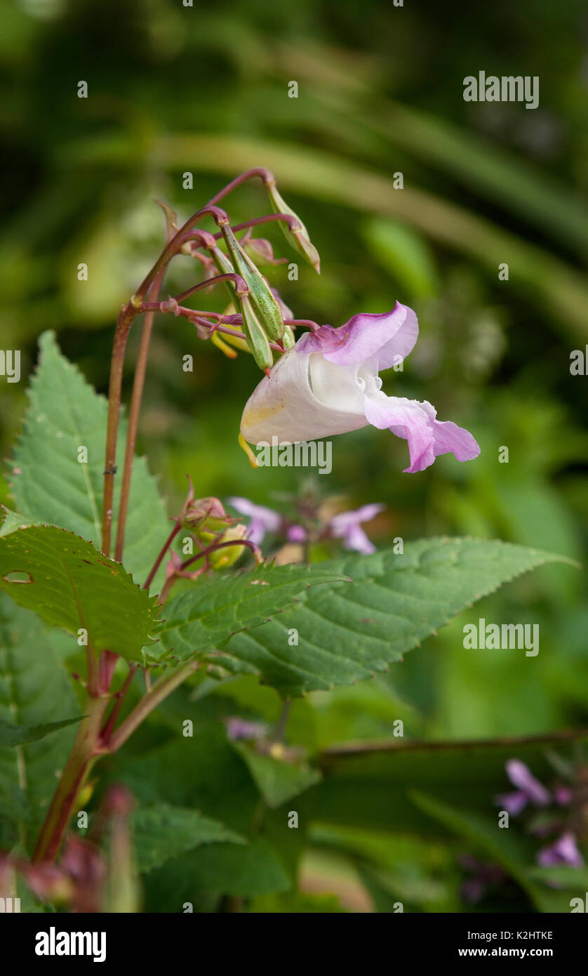 Indische Balsam Blume, Impatiens glandulifera Stockfoto
