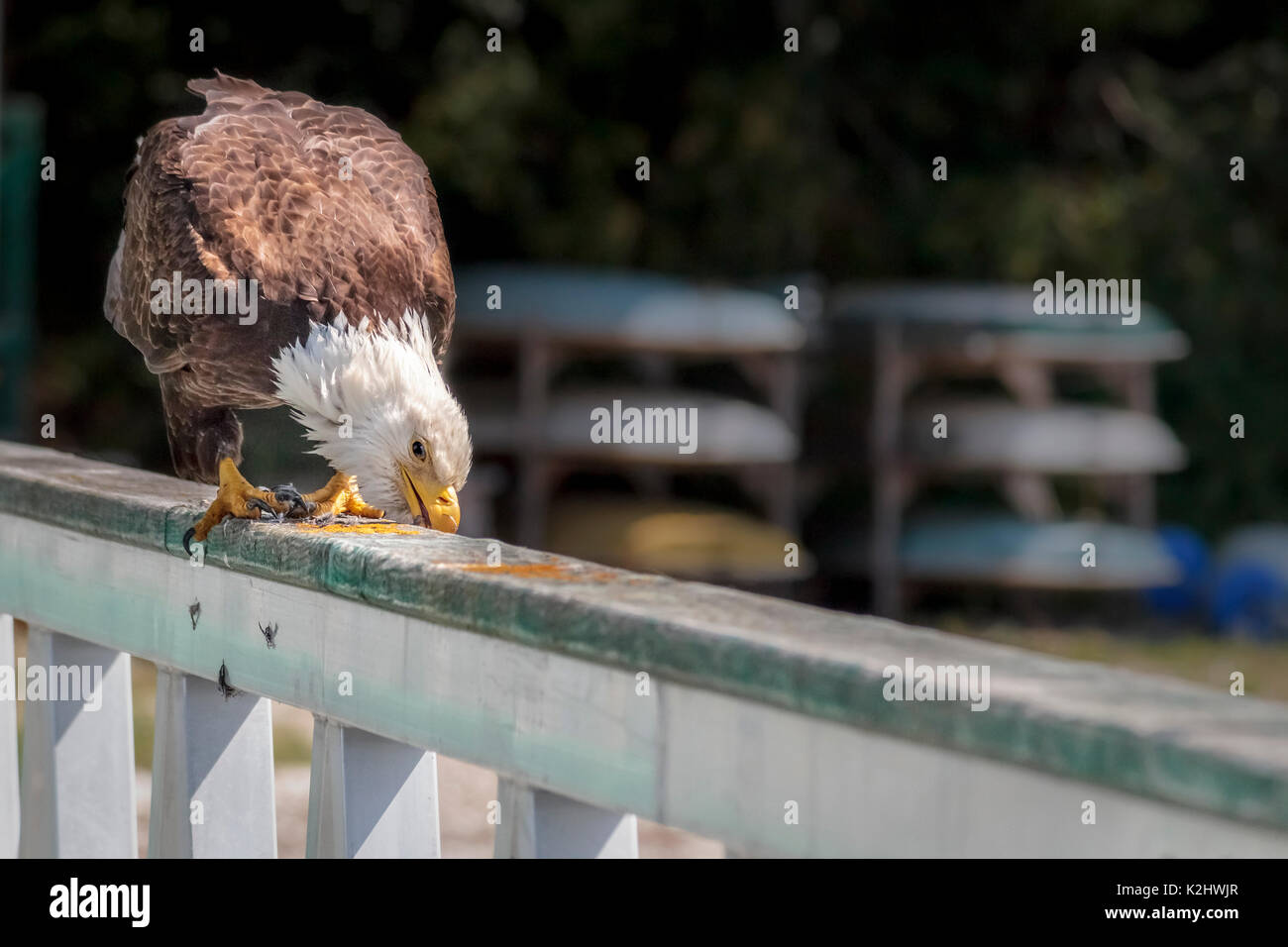 Eine ausgereifte Weißkopfseeadler reinigt seinen Schnabel durch Reiben an der Wharf, direkt nach dem Essen ein kleiner Vogel (Küsten British Columbia). Stockfoto