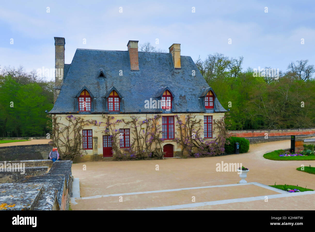 Wisteria Reben blühen auf dem Kanzleramt an der Wand. Diane de Poitier Garten im Chateau de Chenonceau Schloss an der Loire, Frankreich. Stockfoto