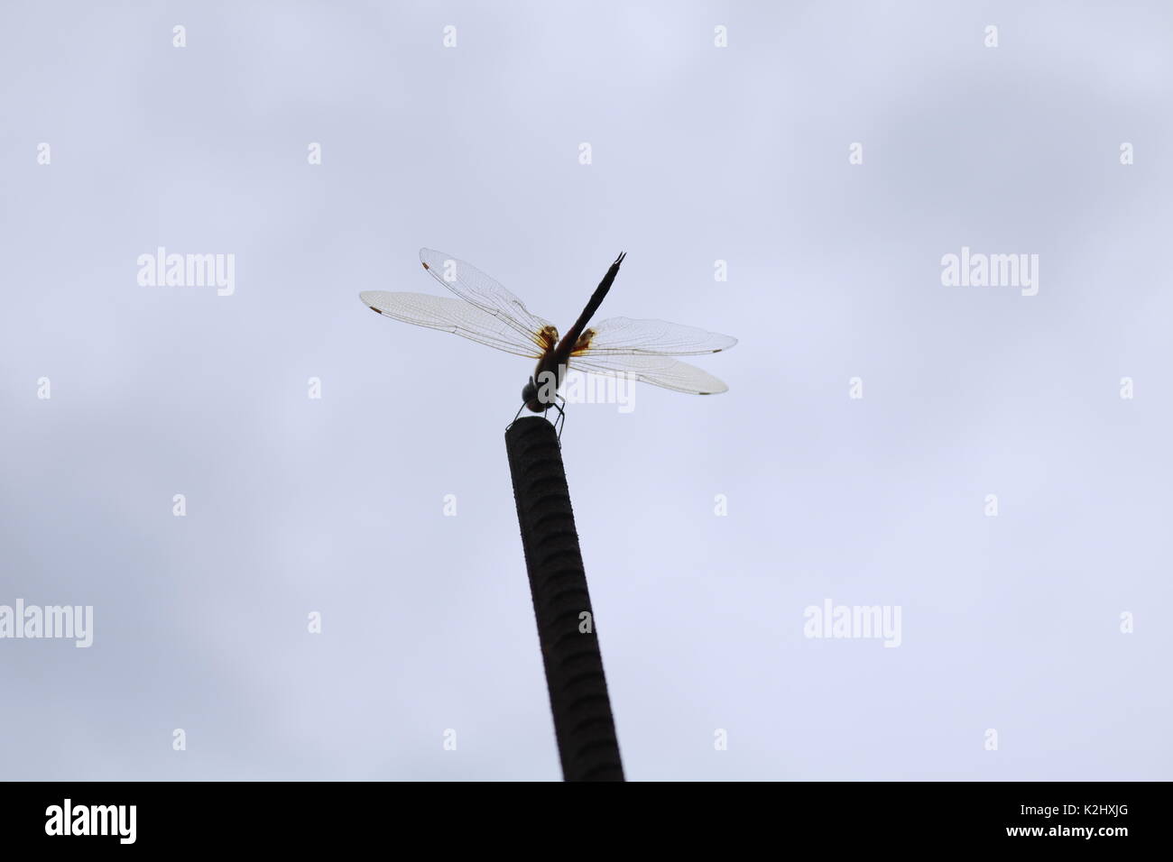Schönheit der Natur Stockfoto
