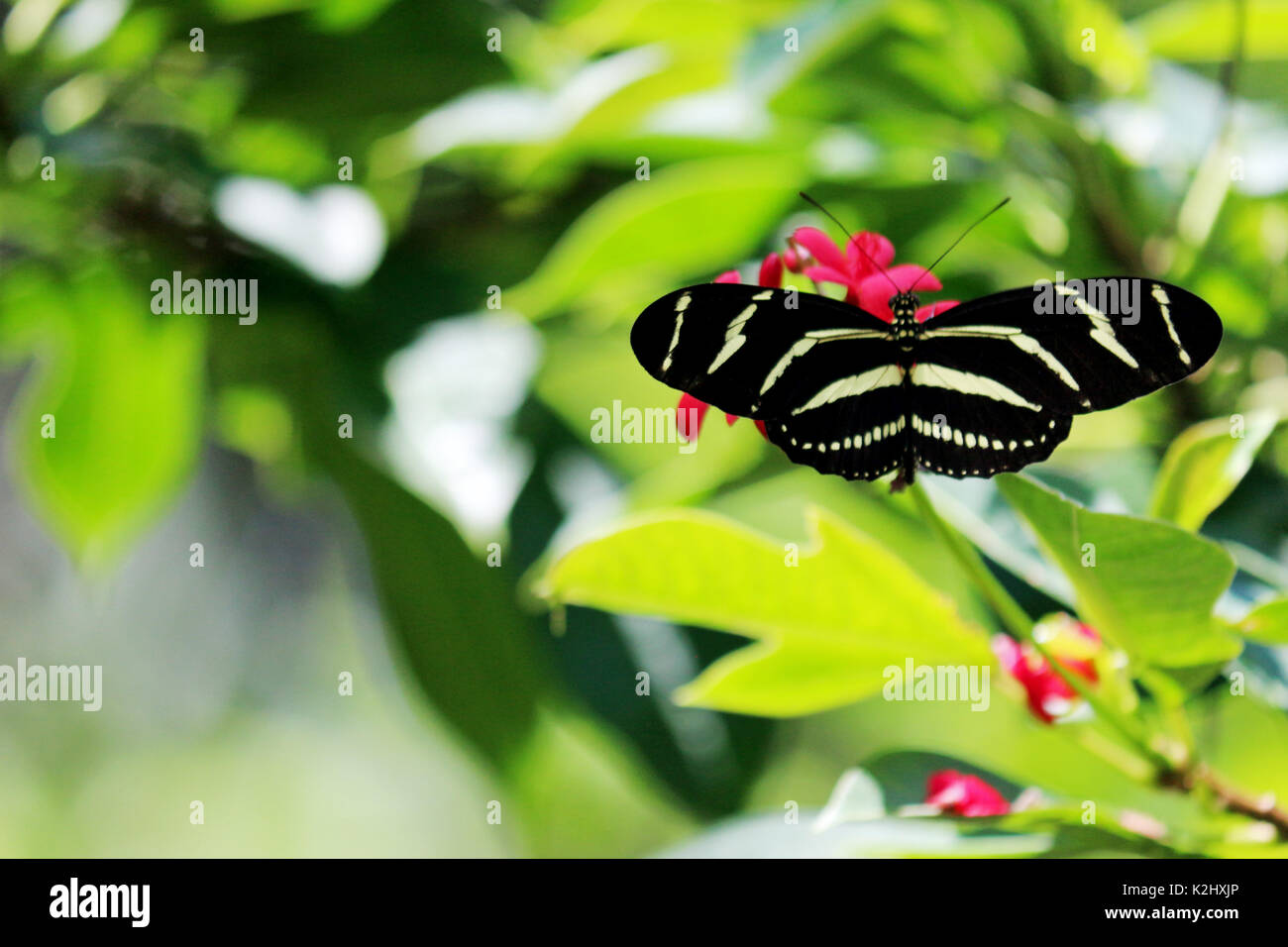 Ein Zebra Longwing Schmetterling auf rosa Blüten mit einem natürlichen Grünen Hintergrund Stockfoto