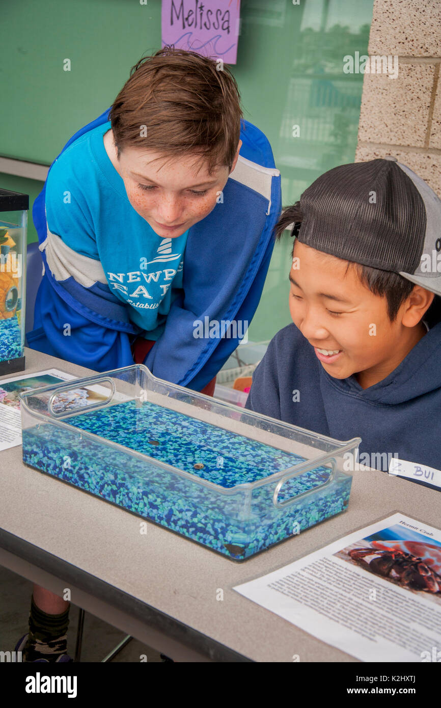 Kaukasischen und asiatischen amerikanischen Jungen schauen mit Interesse auf eine Ausstellung eines live Einsiedlerkrebs und Turbo Schnecke in einem Hafen der Gemeinschaft Festival in Newport Beach, CA. Stockfoto