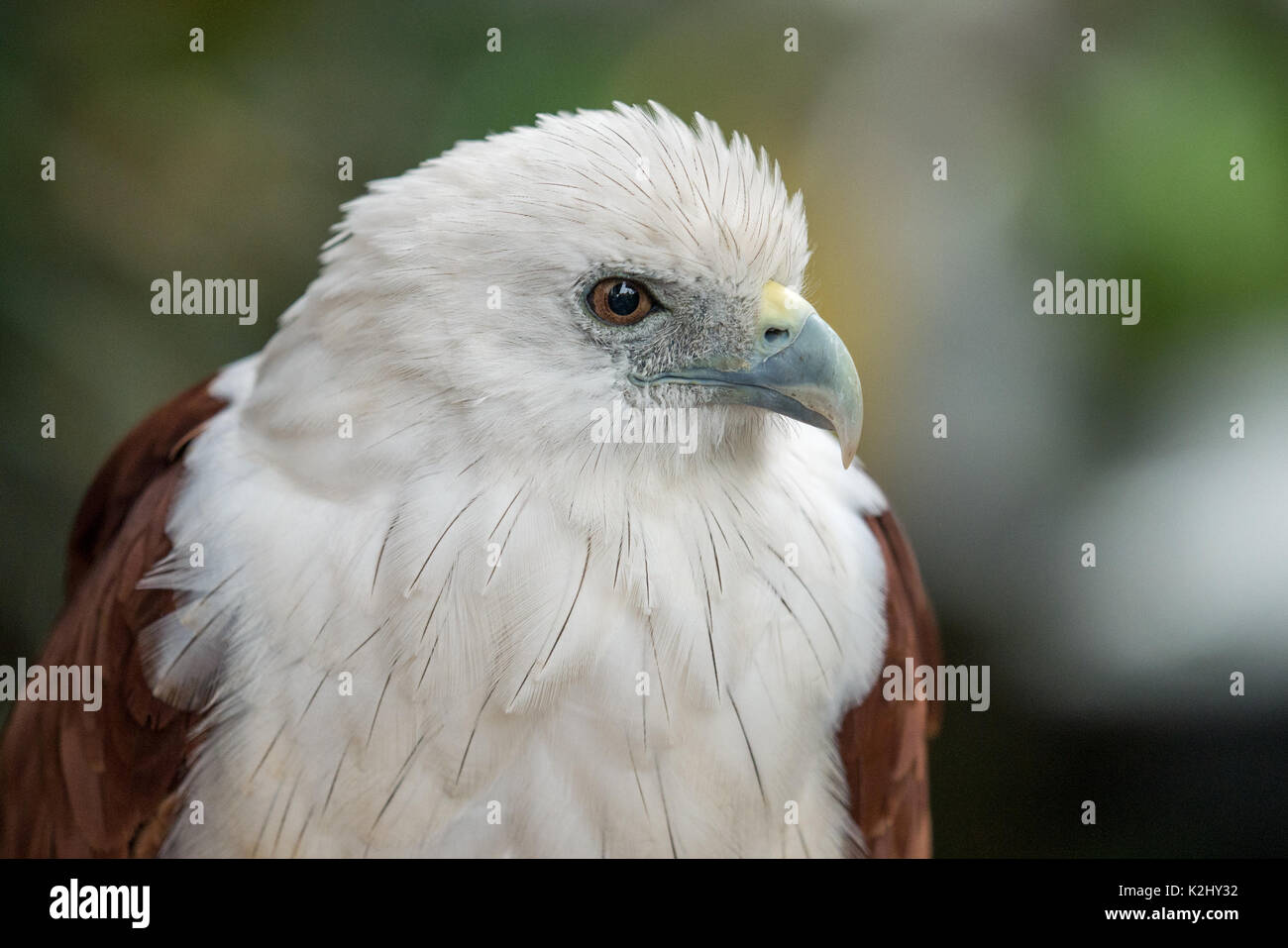 Philippinenadler Stockfotos & Philippinenadler Bilder - Alamy