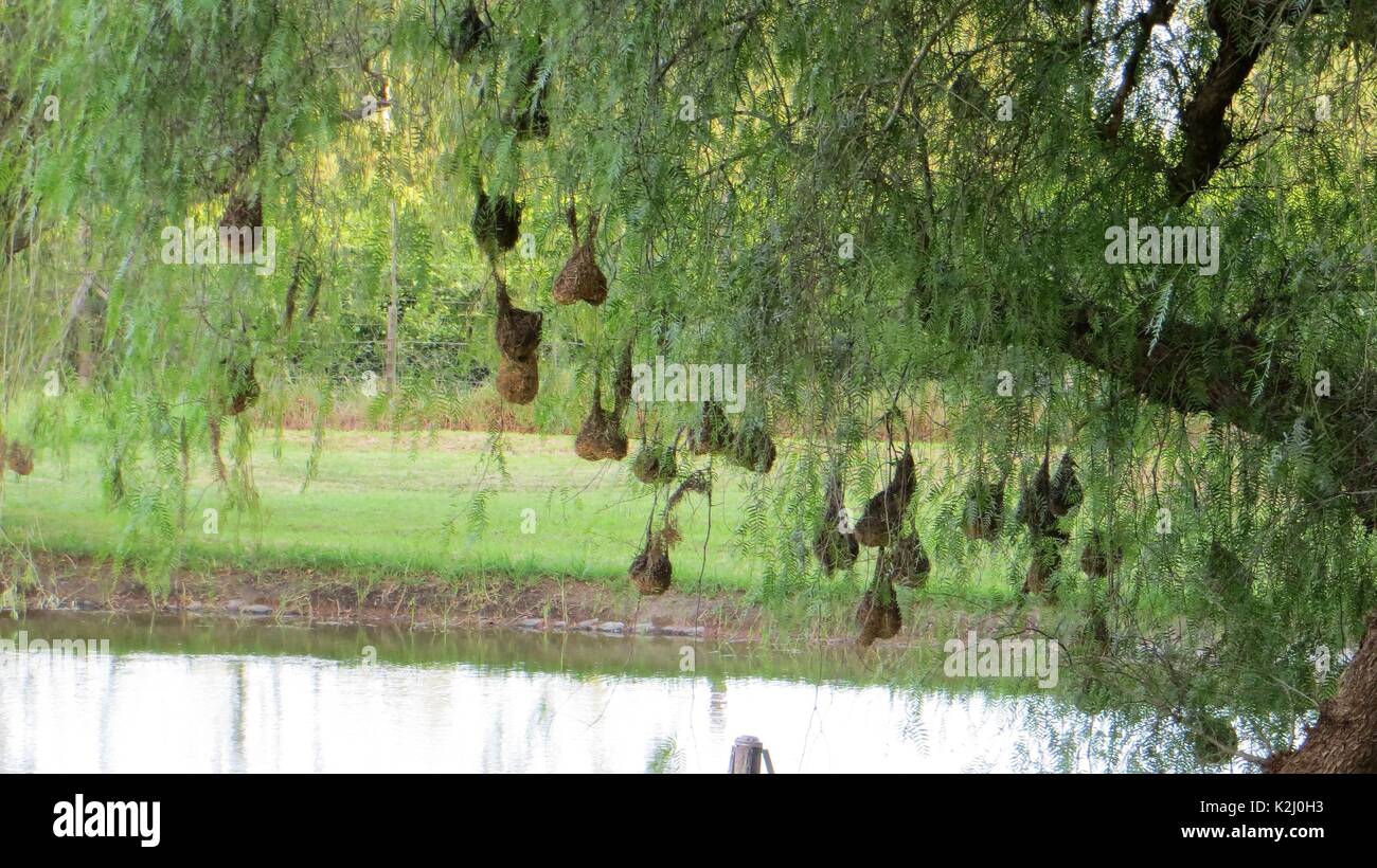 Webers Vogelnester am Baum Stockfoto