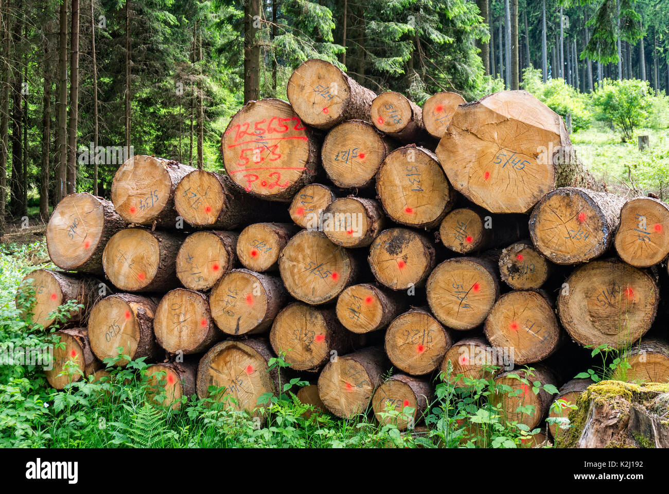 Gestapelte Baumstämme mit Markierungen im Taunus, Deutschland. Stockfoto