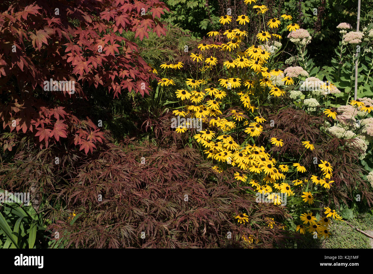 Spätsommer - blühende Rudbeckia fulgida 'Goldsturm', die gelbe Coneflower, neben japanische Ahorne, oder acern. Stockfoto