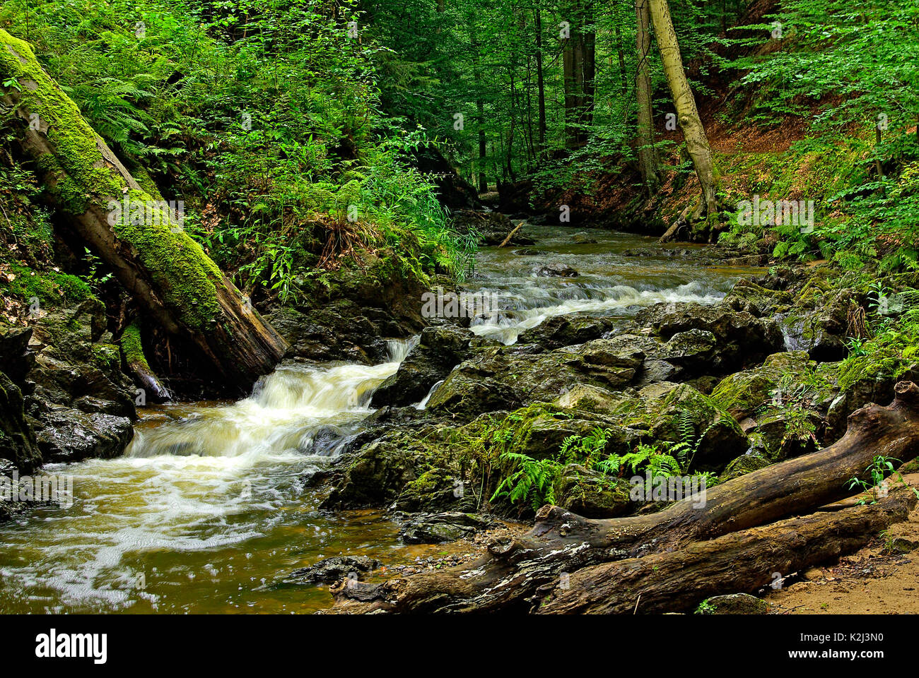 Kleiner Wald Bach, der Priessnitz Creek in der Dresdner Heide, Dresden