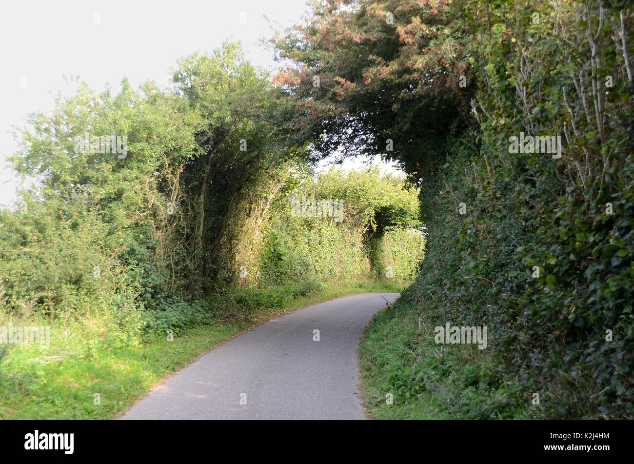 Hohlweg fast von Bäumen überwuchert. Stockfoto