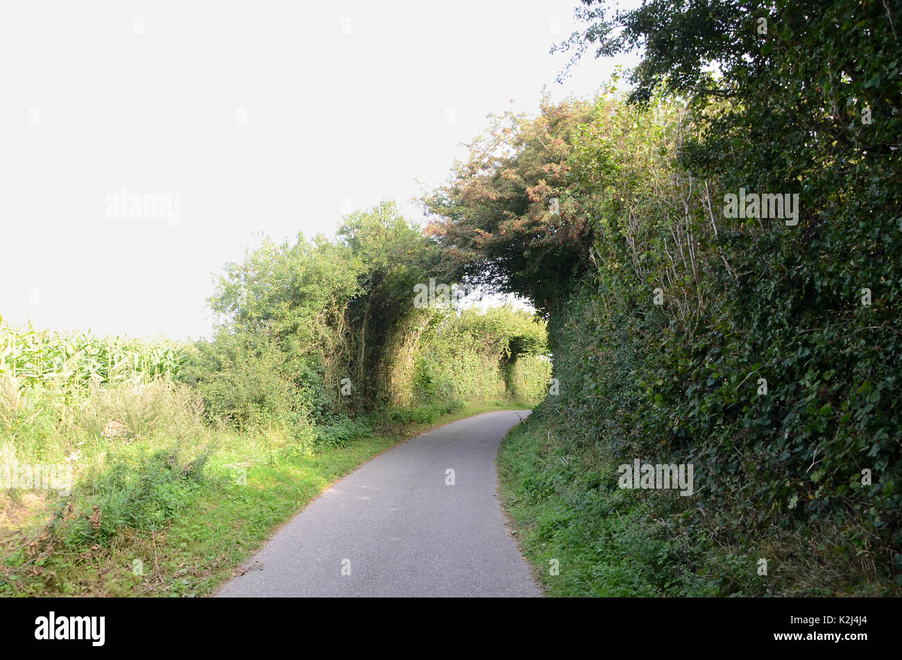 Hohlweg fast von Bäumen überwuchert. Stockfoto