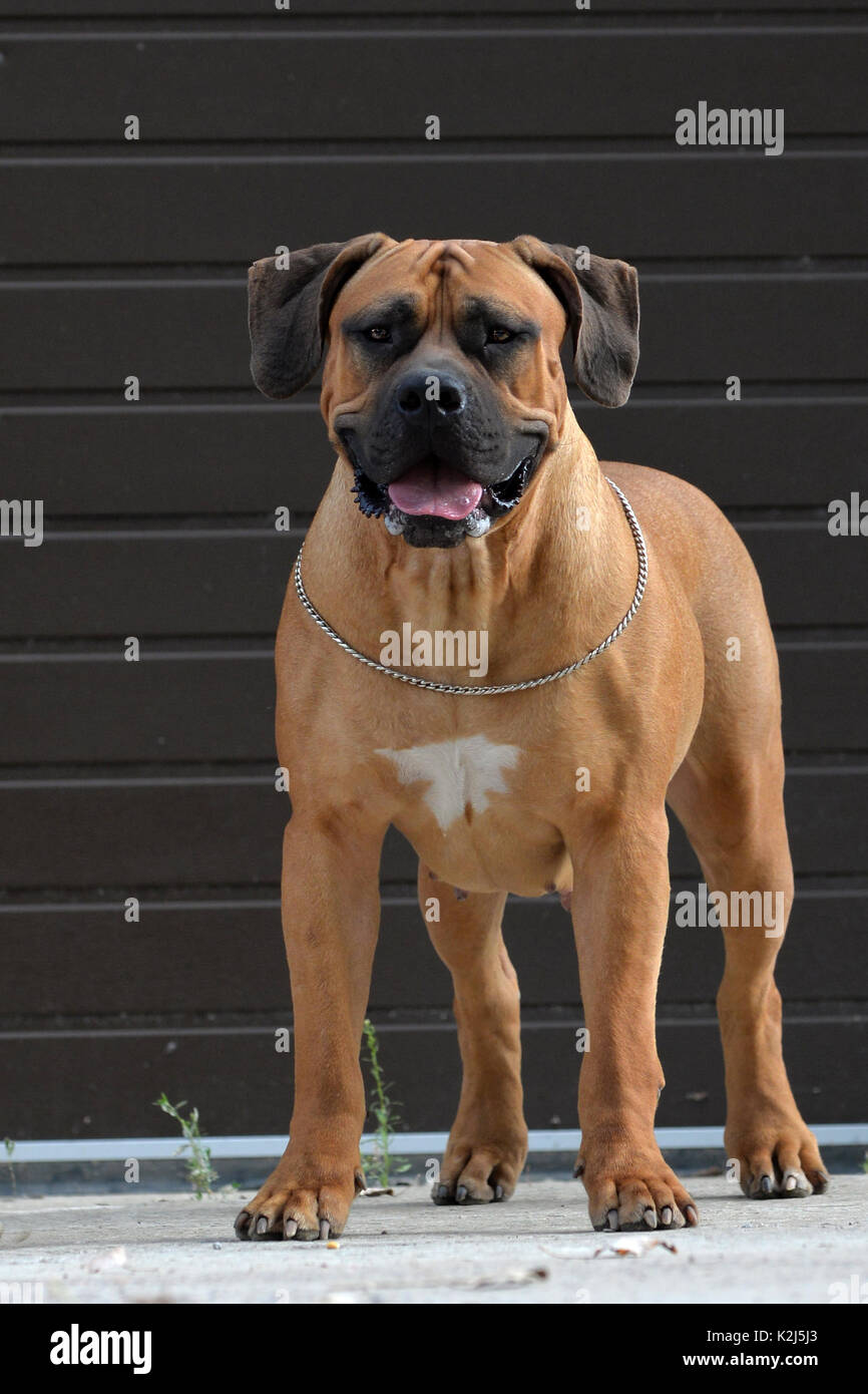 Große, starke Hund Boerboel, Gelb. Afrikanische Mastiff Stockfotografie