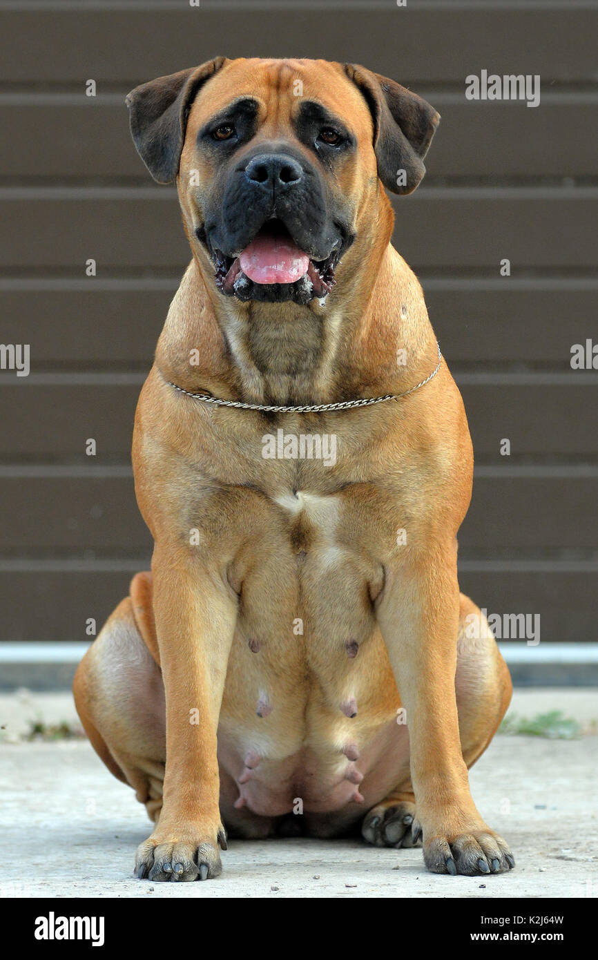 Große, starke Hund Boerboel, Gelb. Afrikanische Mastiff Stockfoto, Bild
