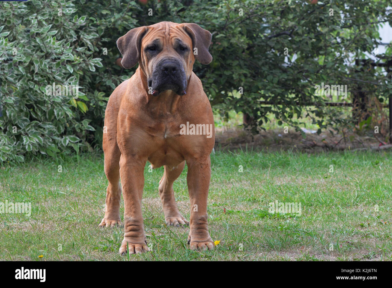 Große, starke Hund Boerboel, Gelb. Afrikanische Mastiff. Stockfoto