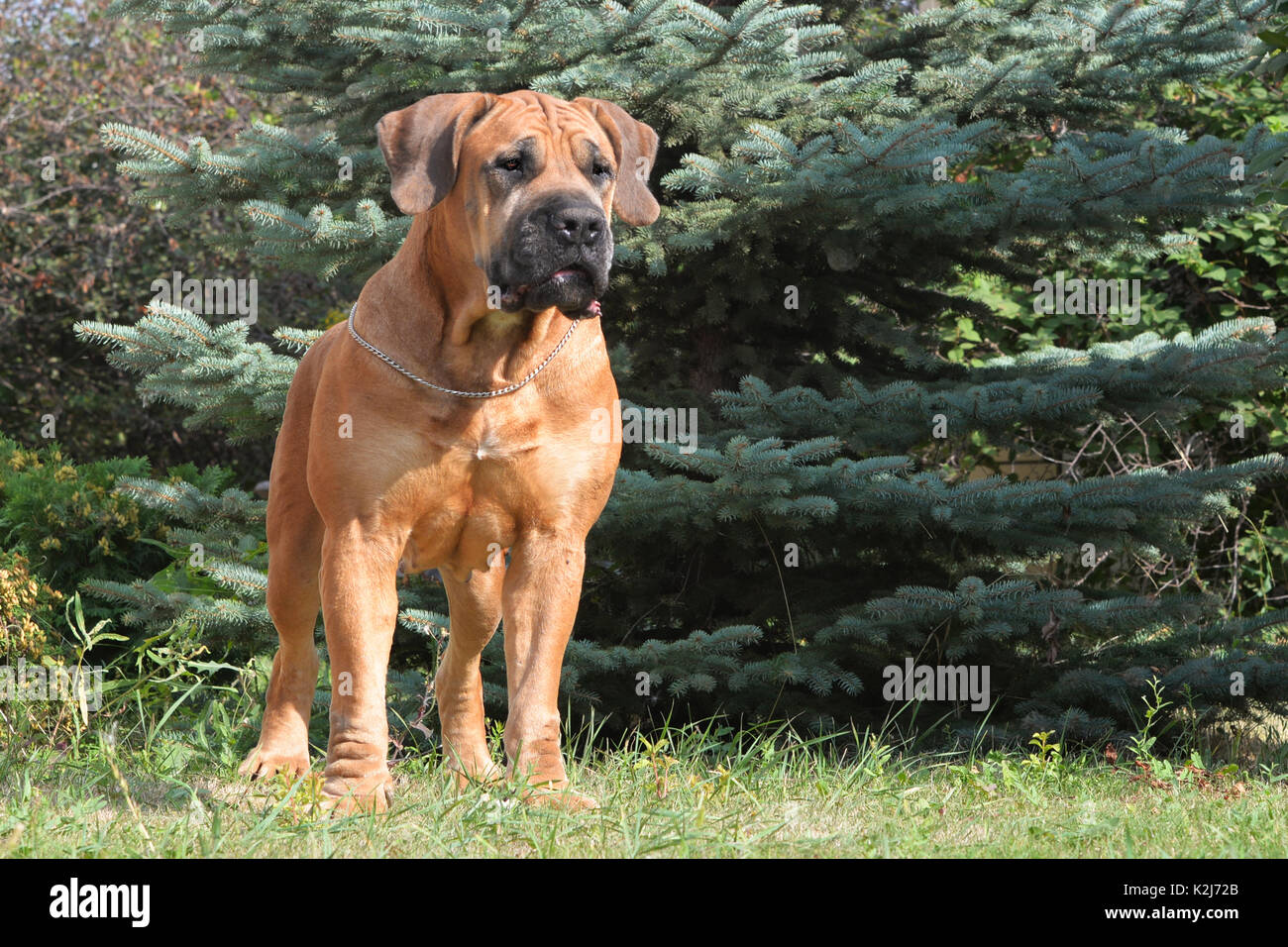 Große, starke Hund Boerboel, Gelb. Afrikanische Mastiff Stockfoto, Bild