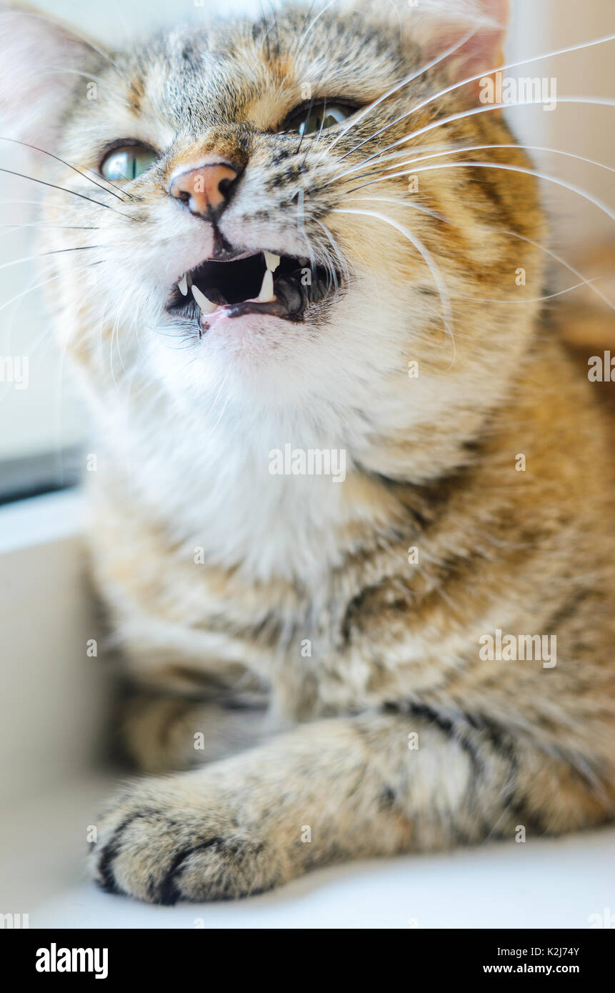 Wütende Katze mit einem Grinsen. Wilde Wesen einer PET-Konzept Stockfoto