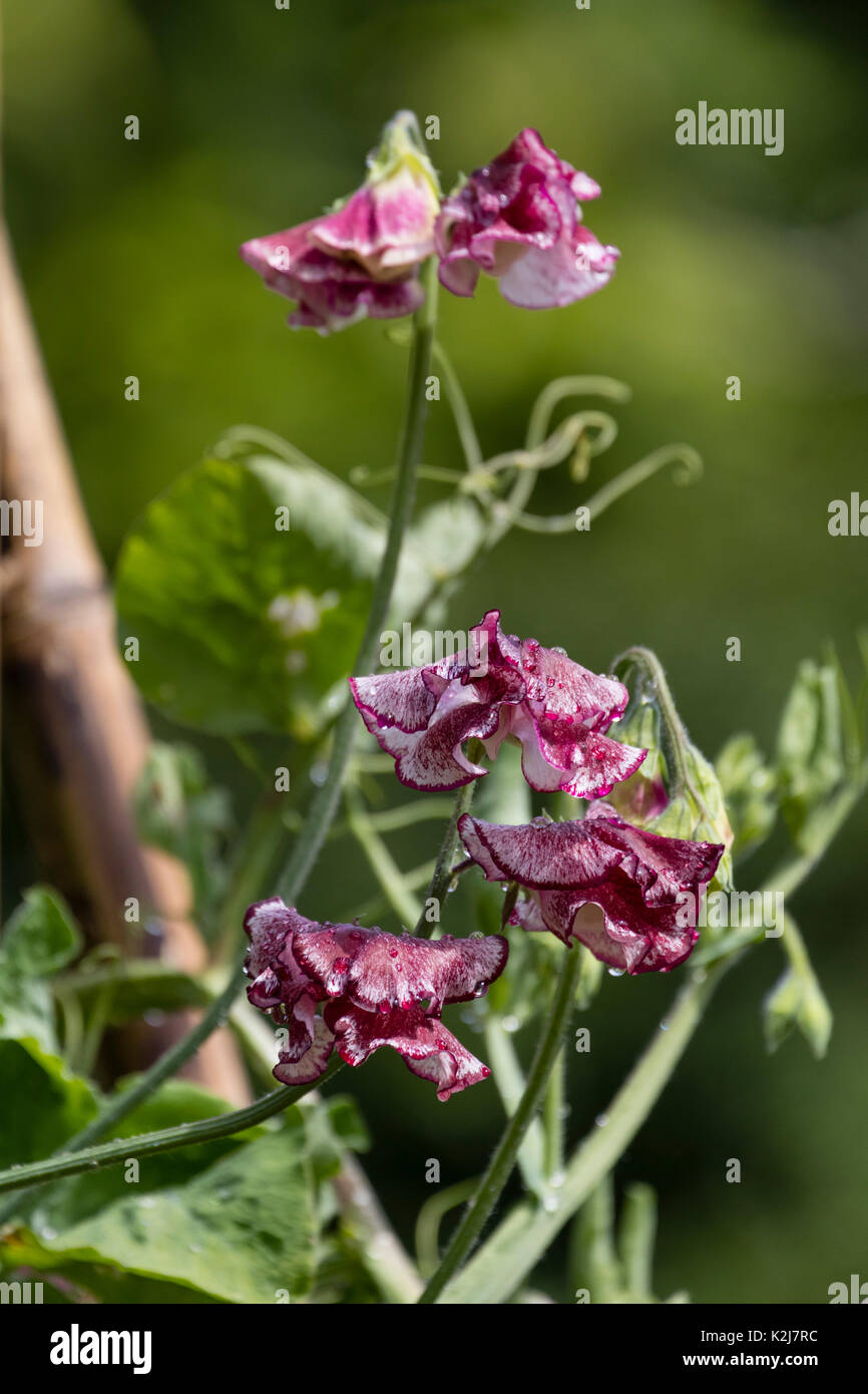 Zierpflanzen burgubdy Mottling weißen Blüten der 'Manuell klettern Sweet Pea, Lathyrus Odoratus "Lisa Marie" Stockfoto