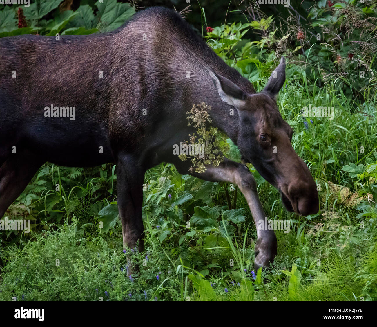 Elche Alaska Potter Marsh Stockfoto