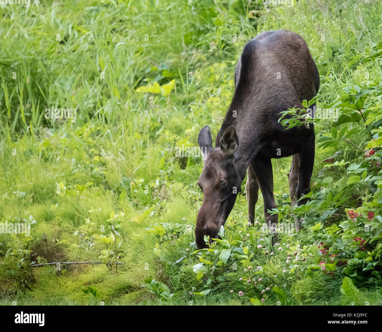 Elche Alaska Potter Marsh Stockfoto