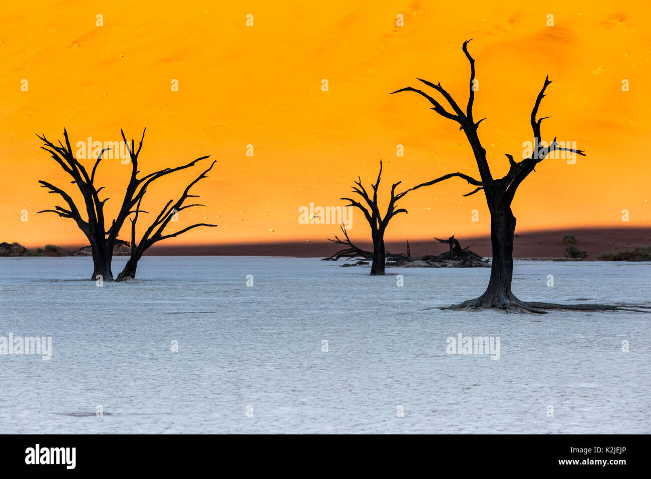 Namibwüste, Sossusvlei. Totes Kamel Dornenbäumen an Deadvlei Stockfoto
