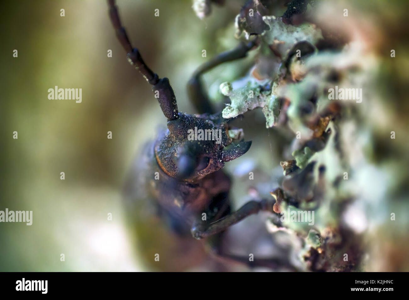 Longhorn Käfer krabbelte auf Eiche - starke Käfer und raue Rinde Stockfoto