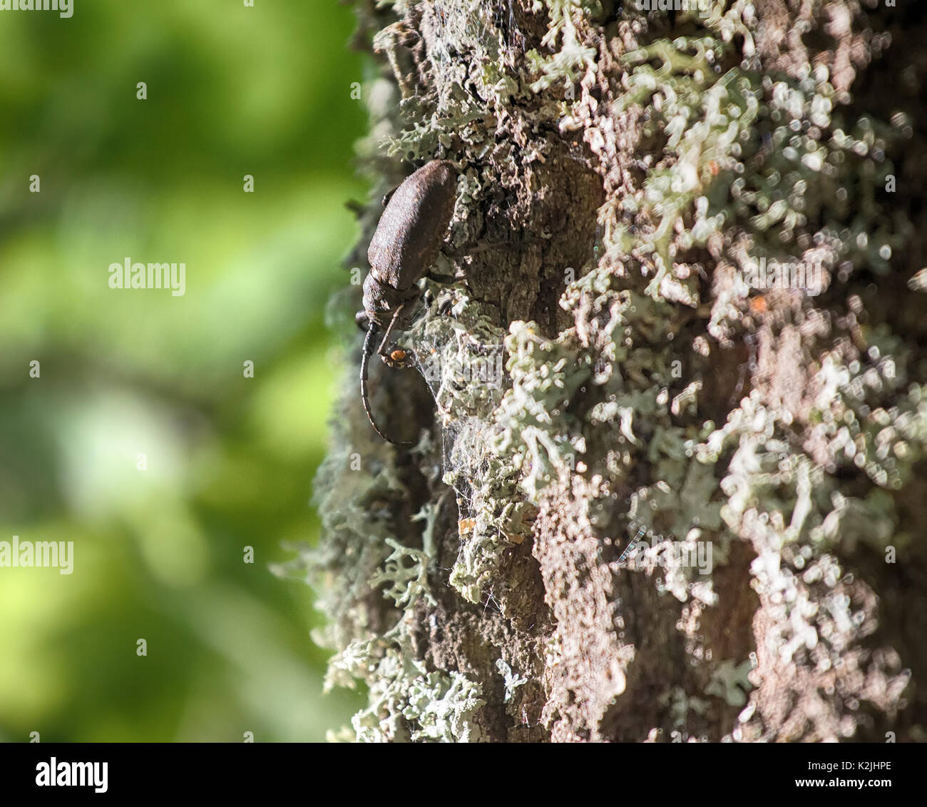 Longhorn Käfer krabbelte auf Eiche - starke Käfer und raue Rinde Stockfoto