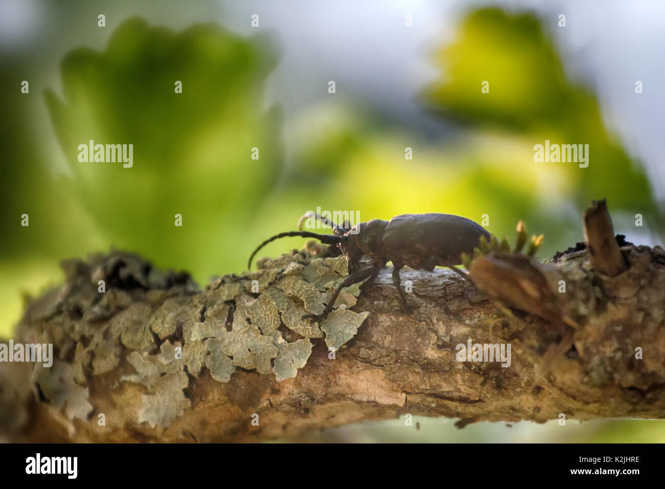 Longhorn Käfer krabbelte auf Eiche - starke Käfer und raue Rinde Stockfoto
