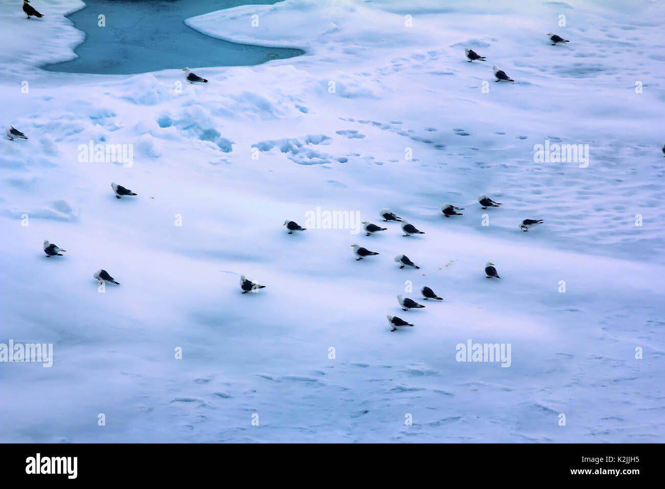 Dreizehenmöwe (Rissa tridactyla) sind eine der wenigen Vogelarten, die an den Nordpol im Sommer fliegen. Herde auf mehrjähriges Eis von 86 Grad Nord Längsnut Stockfoto