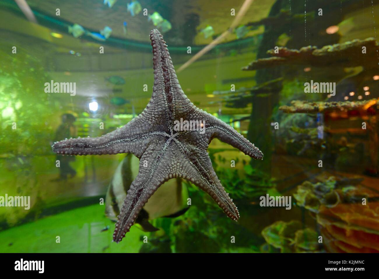 Starfish Chiang Mai Stockfoto