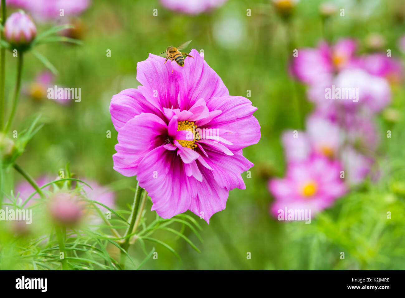 Von Pink Schmuckkörbchen ensation Gemischt" (Sensation Serie) (AKA mexikanischen Aster oder Garten Kosmos) im Sommer mit Honig Biene fliegt von es in Großbritannien. Stockfoto