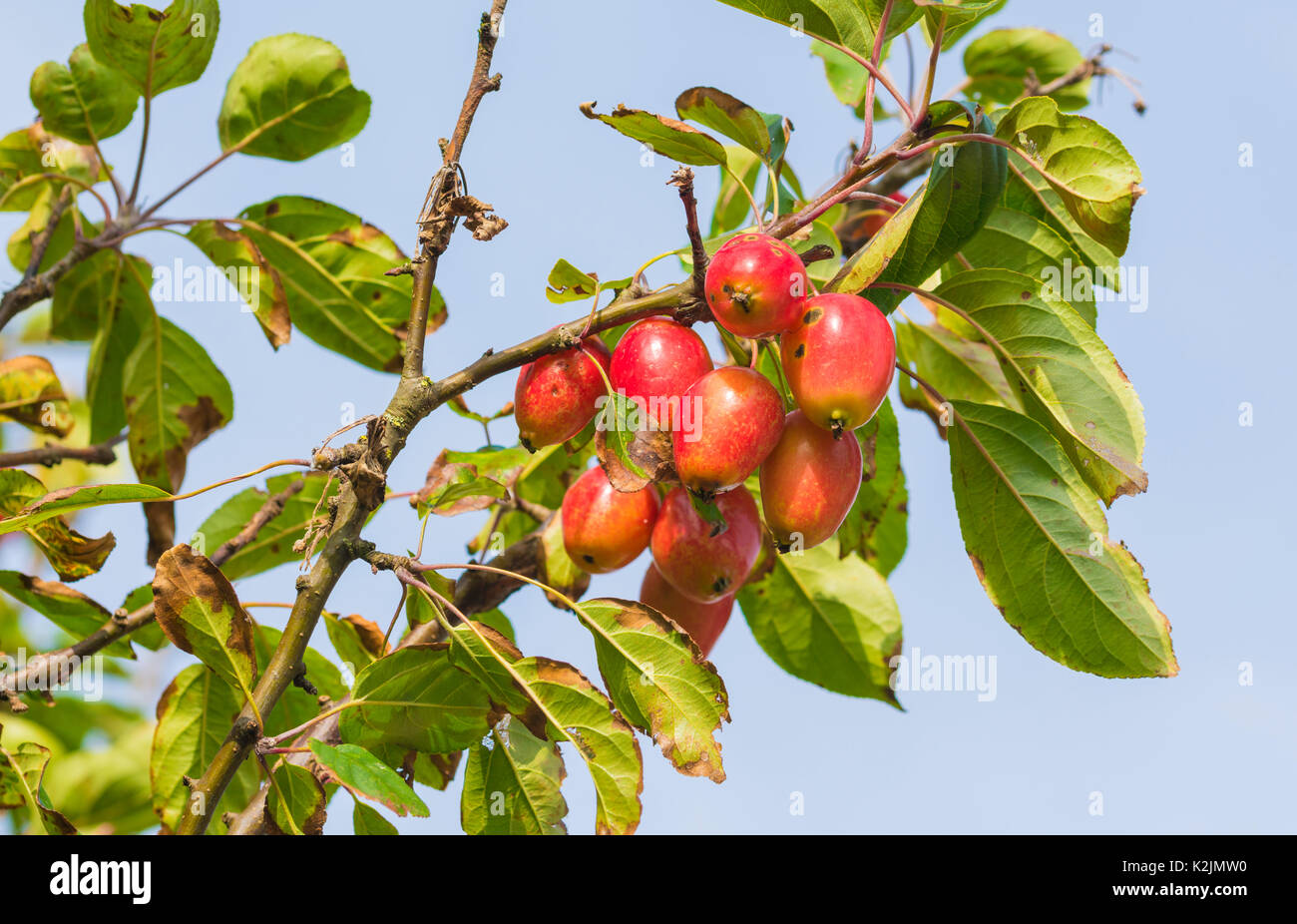 Crab Apple Tree im Spätsommer mit roten Früchten wächst. Crabapple tree in Großbritannien. Stockfoto