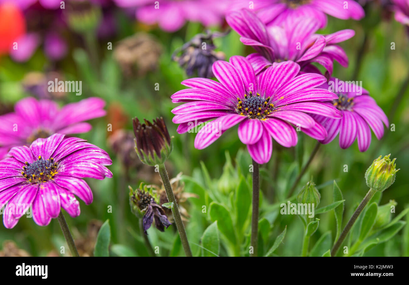 Kapkörbchen (Osteospermum Ecklonis), wahrscheinlich "Astra purple' im Spätsommer in West Sussex, England, UK. Lila African Daisy. Stockfoto