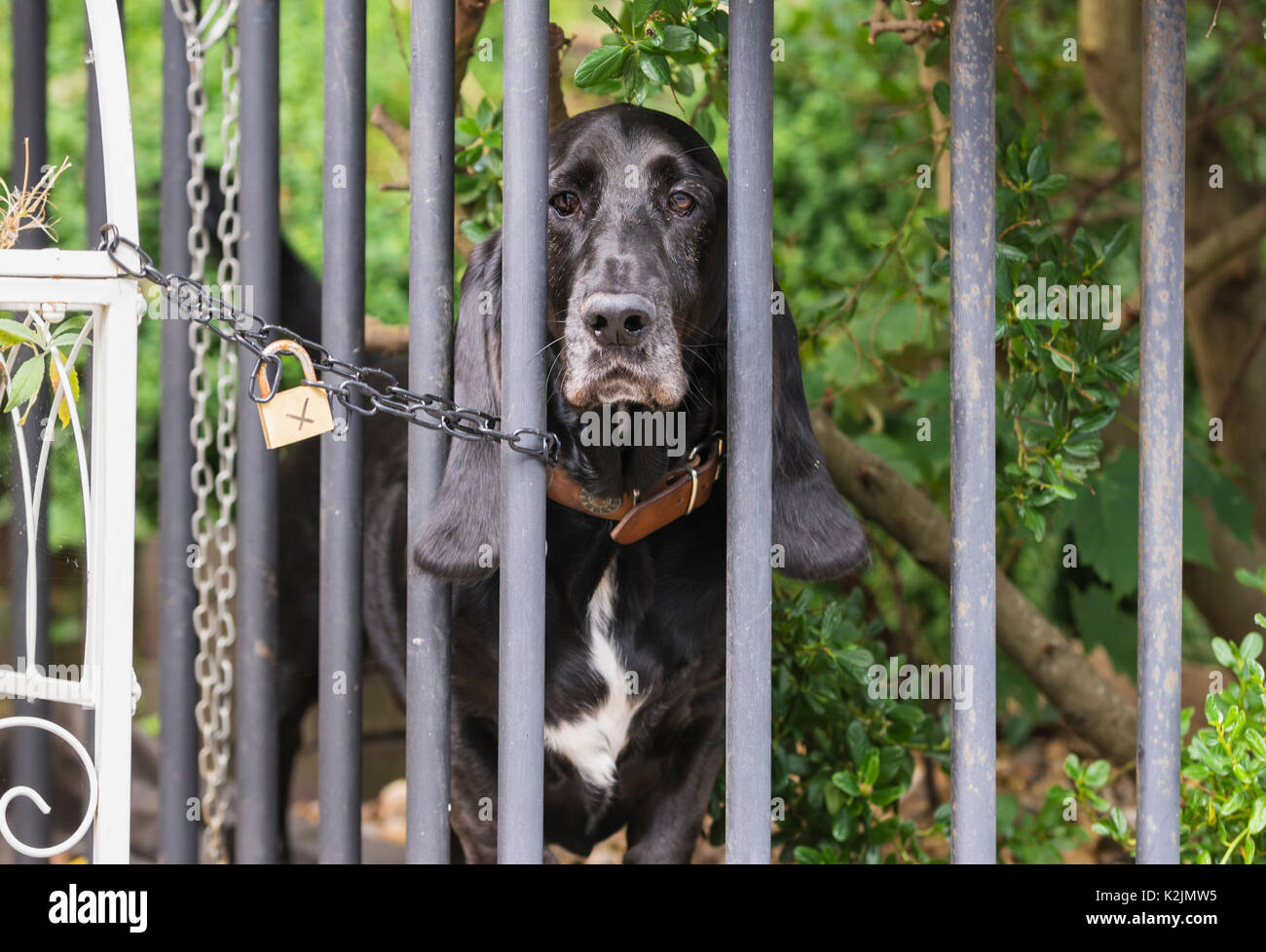 Trauriger Hund Blick hinter einem Zaun in einem