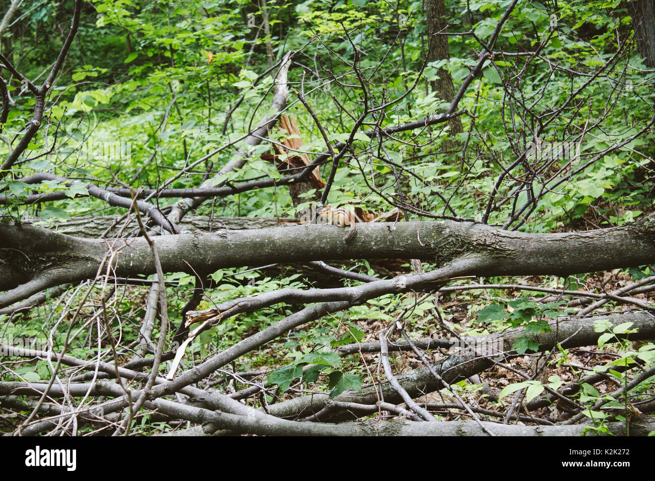 Chipmunk kleine gestreifte Nagetier der Eichhörnchen Familie in Ontario, Kanada, Wald Stockfoto