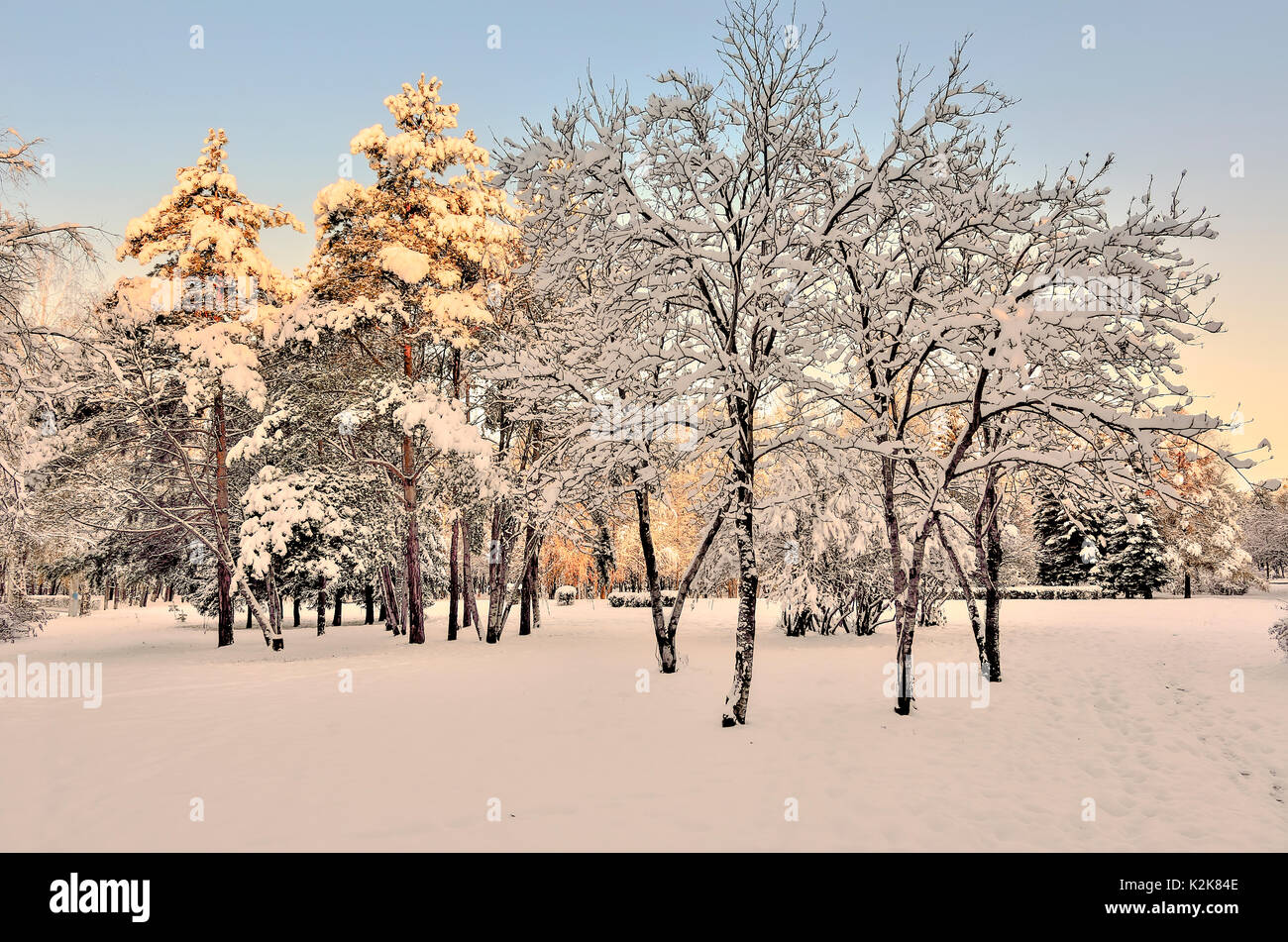 Schönheit der winterlichen Natur in Snowy Park bei Sonnenuntergang. Die Strahlen der Sonne gemalt die Oberseiten der schneebedeckten Kiefern in goldener Farbe - schöne Winter landscap Stockfoto