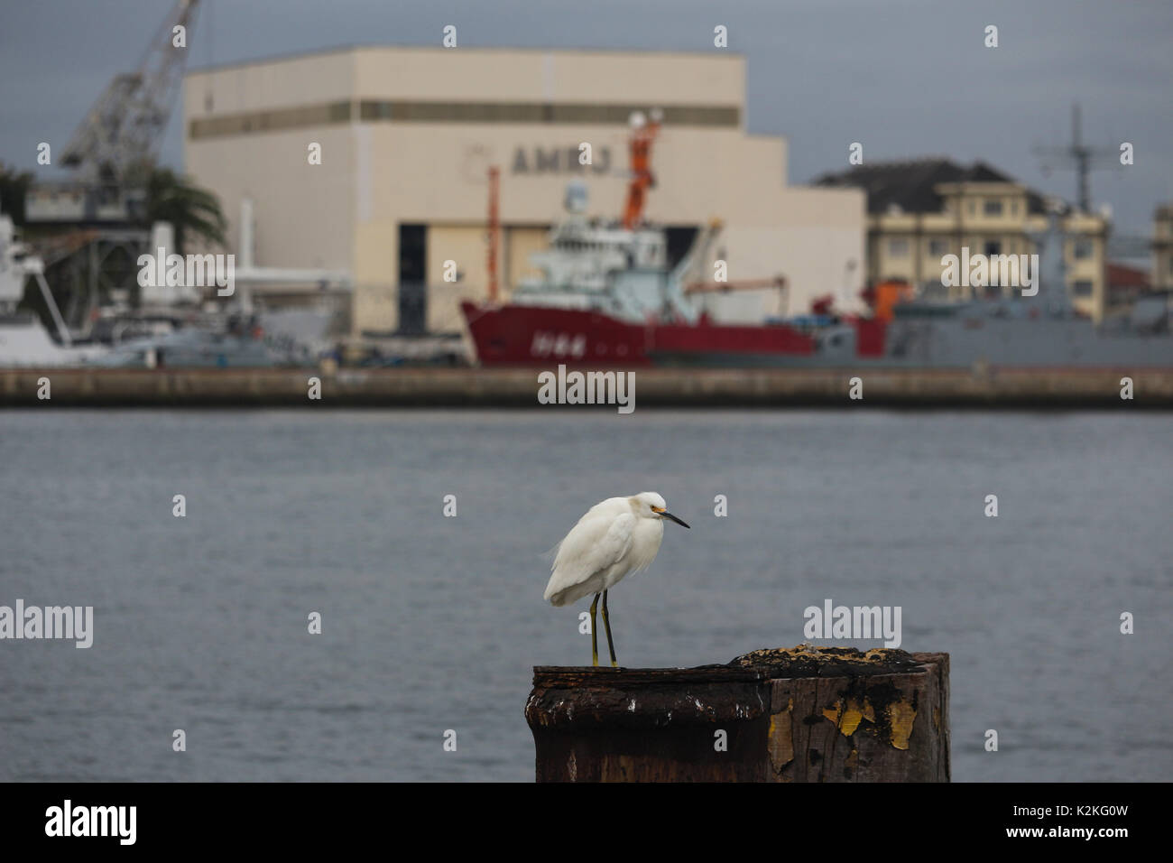 Rio de Janeiro, Brasilien, 31. August 2017: Ende August wird durch sinkende Temperaturen in der Stadt Rio de Janeiro markiert. Die Thermometer Markiert unter 20 Grad Celsius. In diesem Bild von Seevögeln in der Guanabara Bucht, in der Innenstadt von Rio. Credit: Luiz Souza/Alamy leben Nachrichten Stockfoto