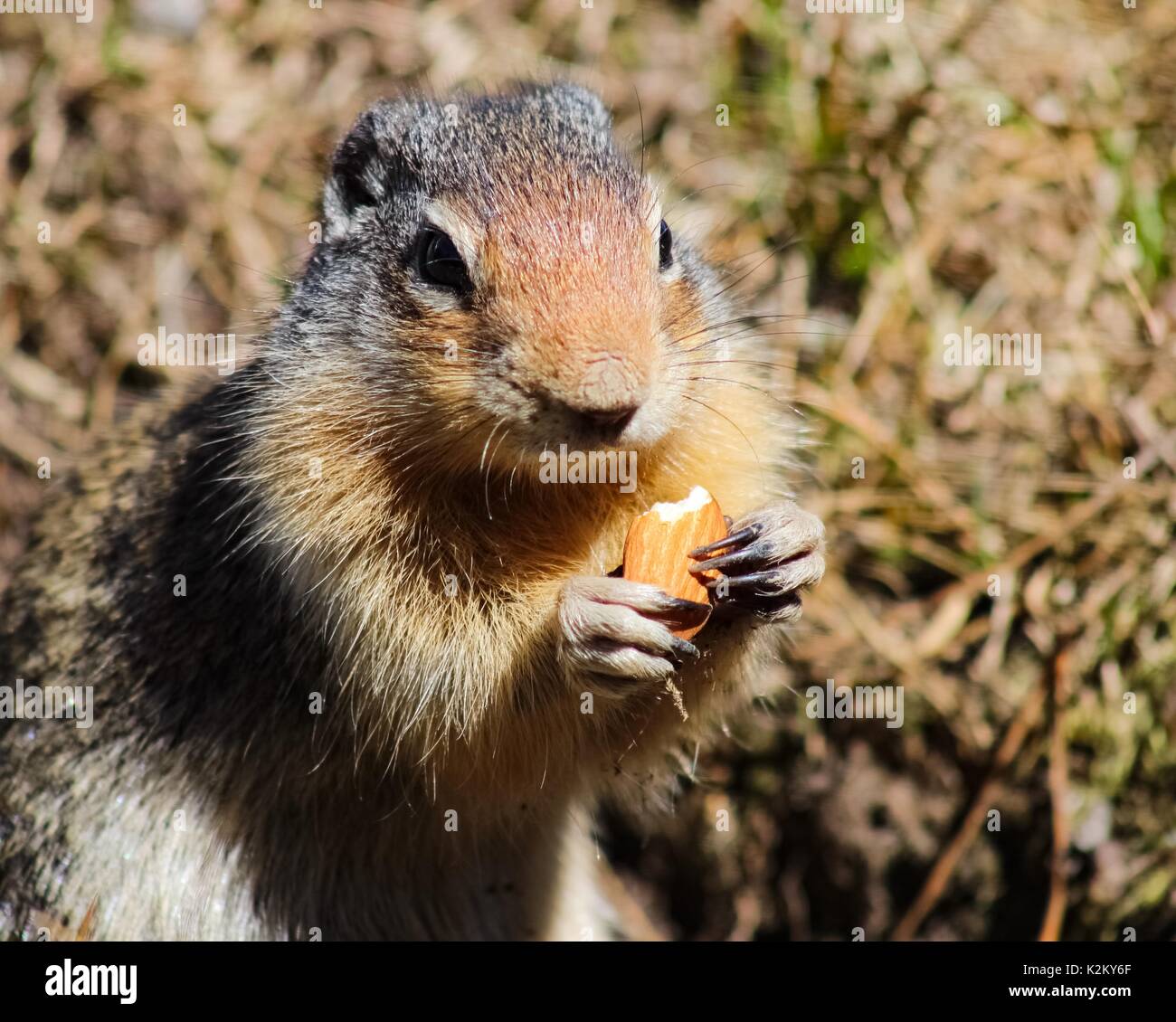 Nahaufnahme eines kolumbianischen Boden Eichhörnchen halten und essen eine Mandel. Stockfoto