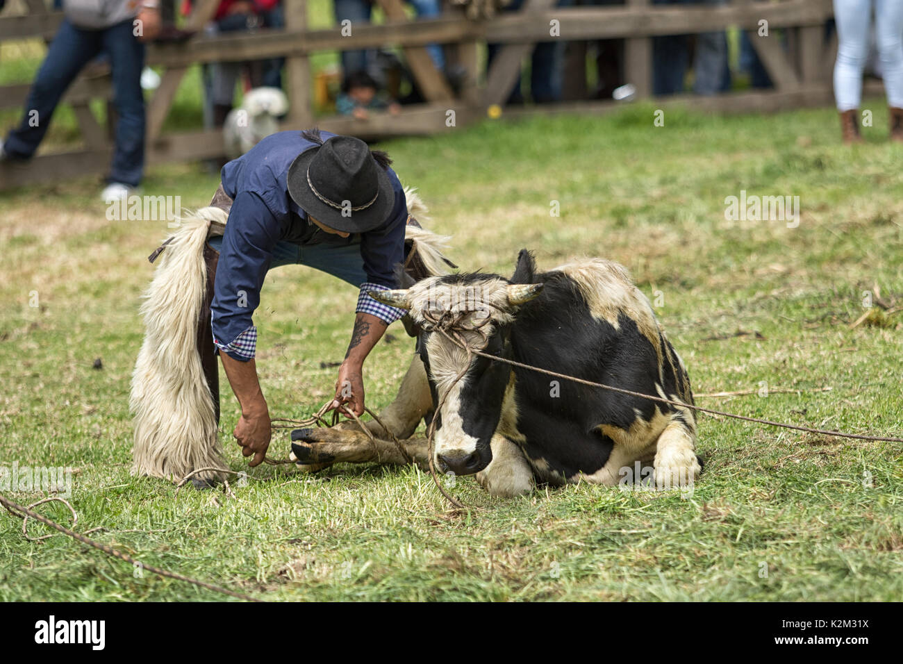 Juni 3, 2017 Machachi, Ecuador: Anden Cowboy gekleidet traditionell roping eine Kuh Stockfoto