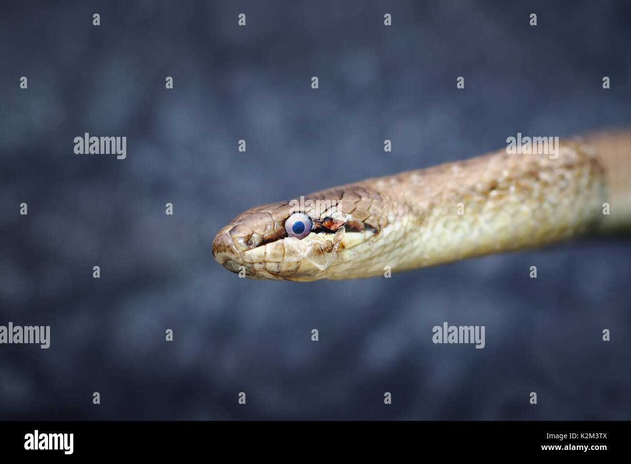 Abstract Portrait von Gemeinsamen Europäischen glatte Schlange (Coronella austriaca) Stockfoto