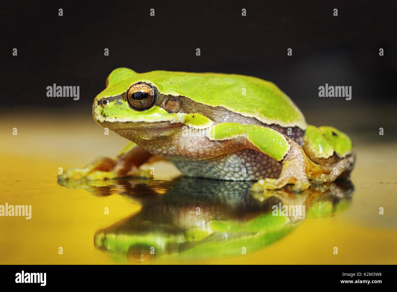 Schönen Green Tree Frog fotografiert auf der Windschutzscheibe eines Autos (Hyla arborea) Stockfoto