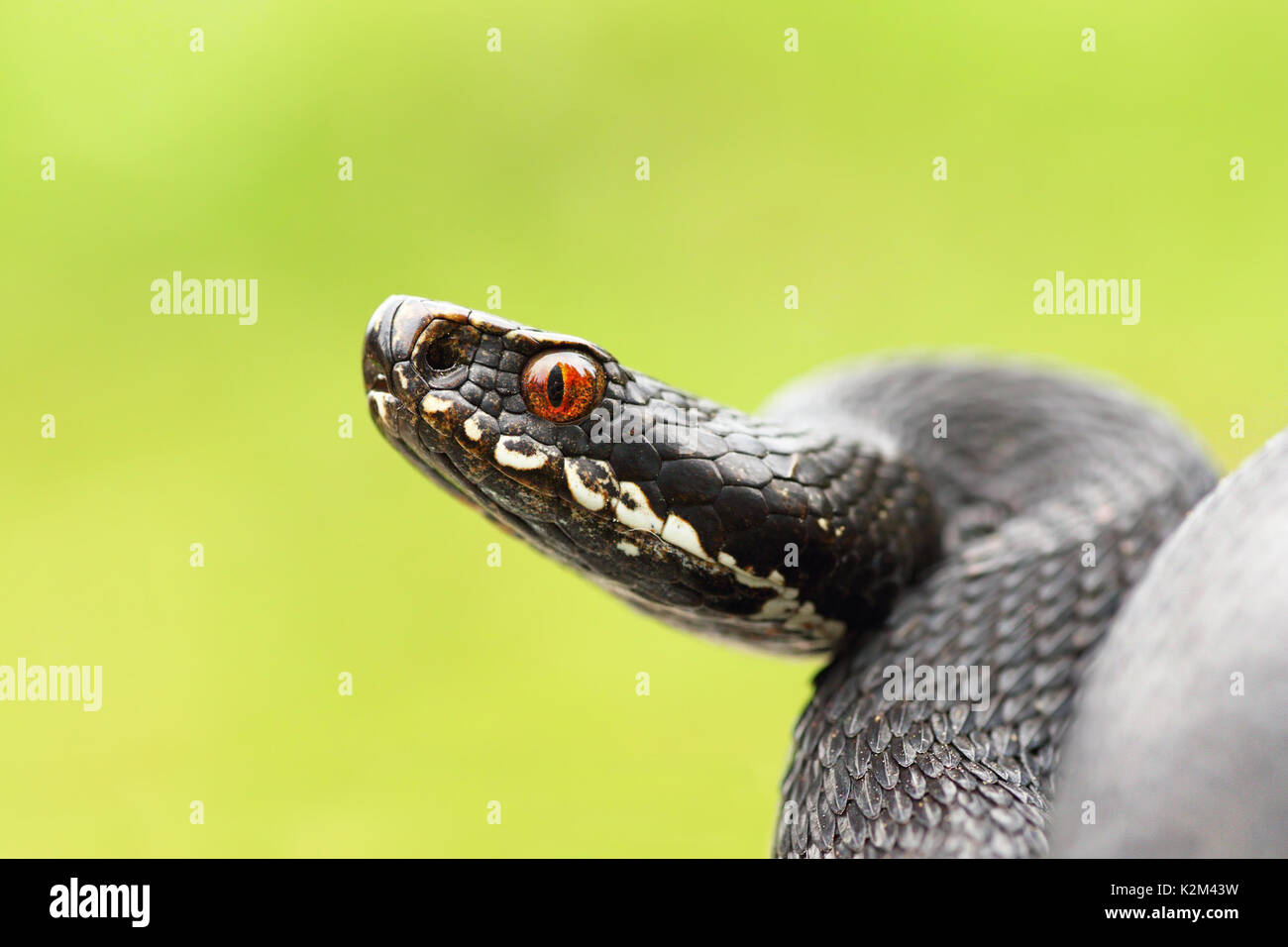 Nahaufnahme der Schwarzen gemeinsamen europäischen Viper bereit zum Streik (Vipera berus, melanistic weiblichen Makro Portrait) Stockfoto
