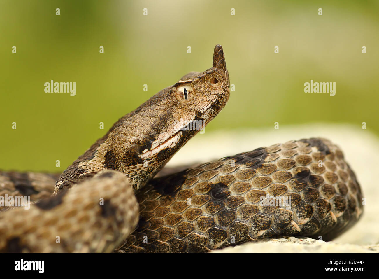 In der Nähe der weiblichen gerochene Viper, Makro Portrait von schönen Schlange (Vipera ammodytes) Stockfoto