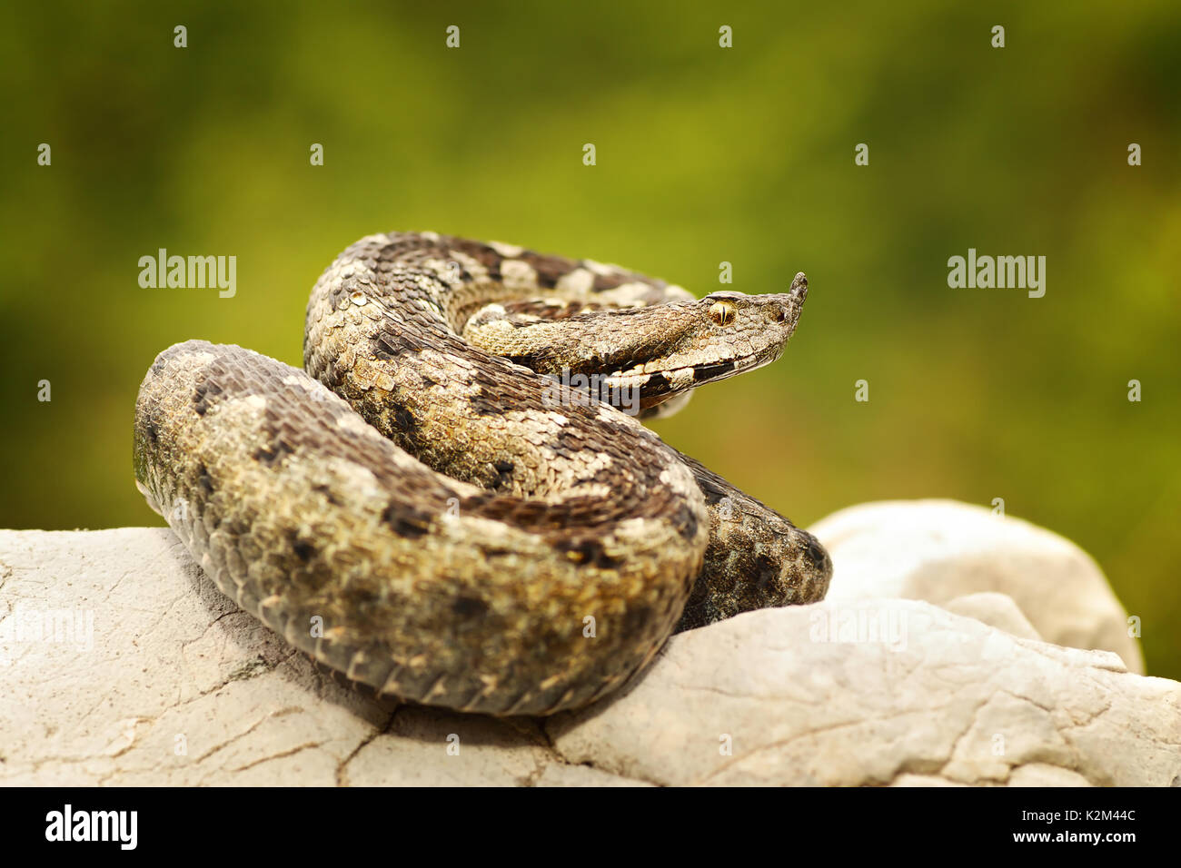 Bunte europäischen Sand Addierer Sonnenbaden auf den Kalkstein (Vipera ammodytes) Stockfoto