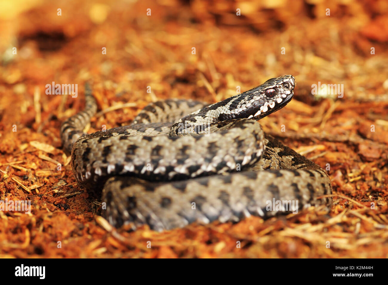 Gemeinsame Viper stehen auf Fichte Waldboden (Vipera berus) Stockfoto