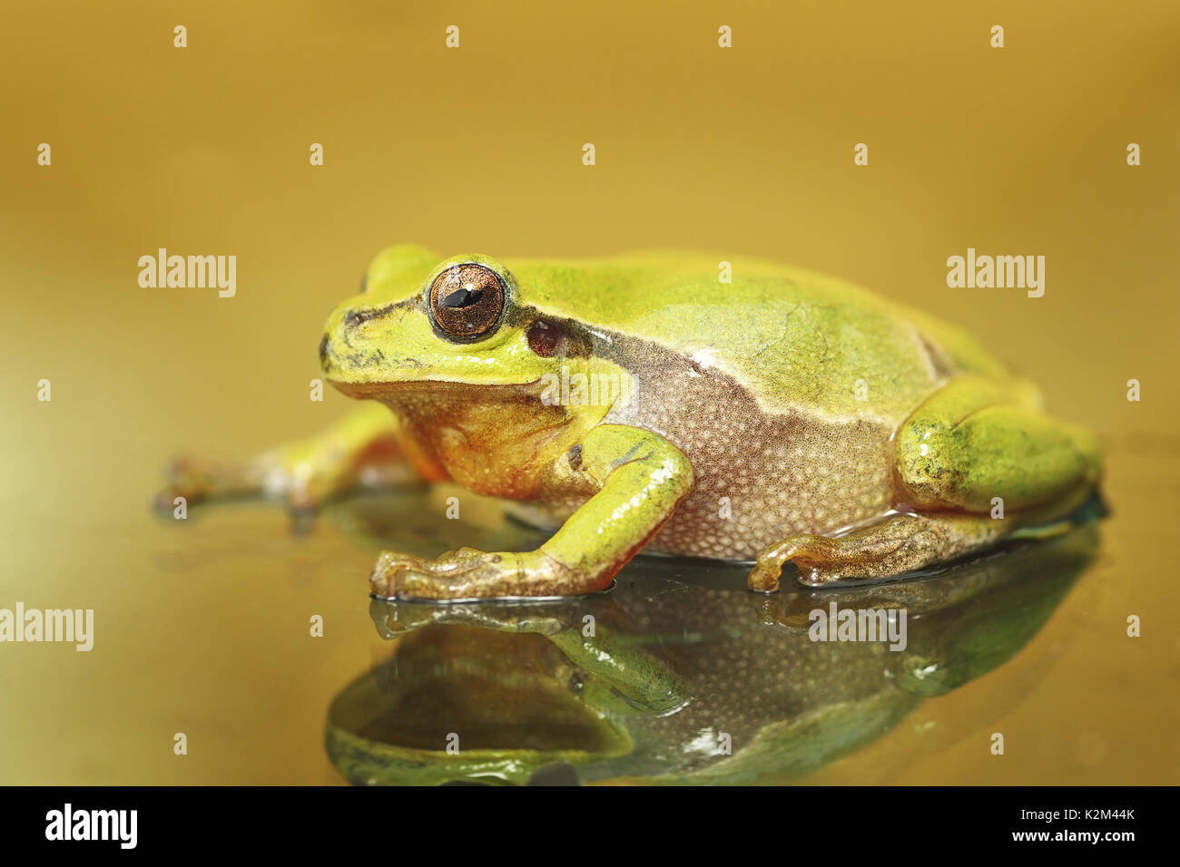 Süße bunte grünen Laubfrosch (Hyla arborea) Stockfoto