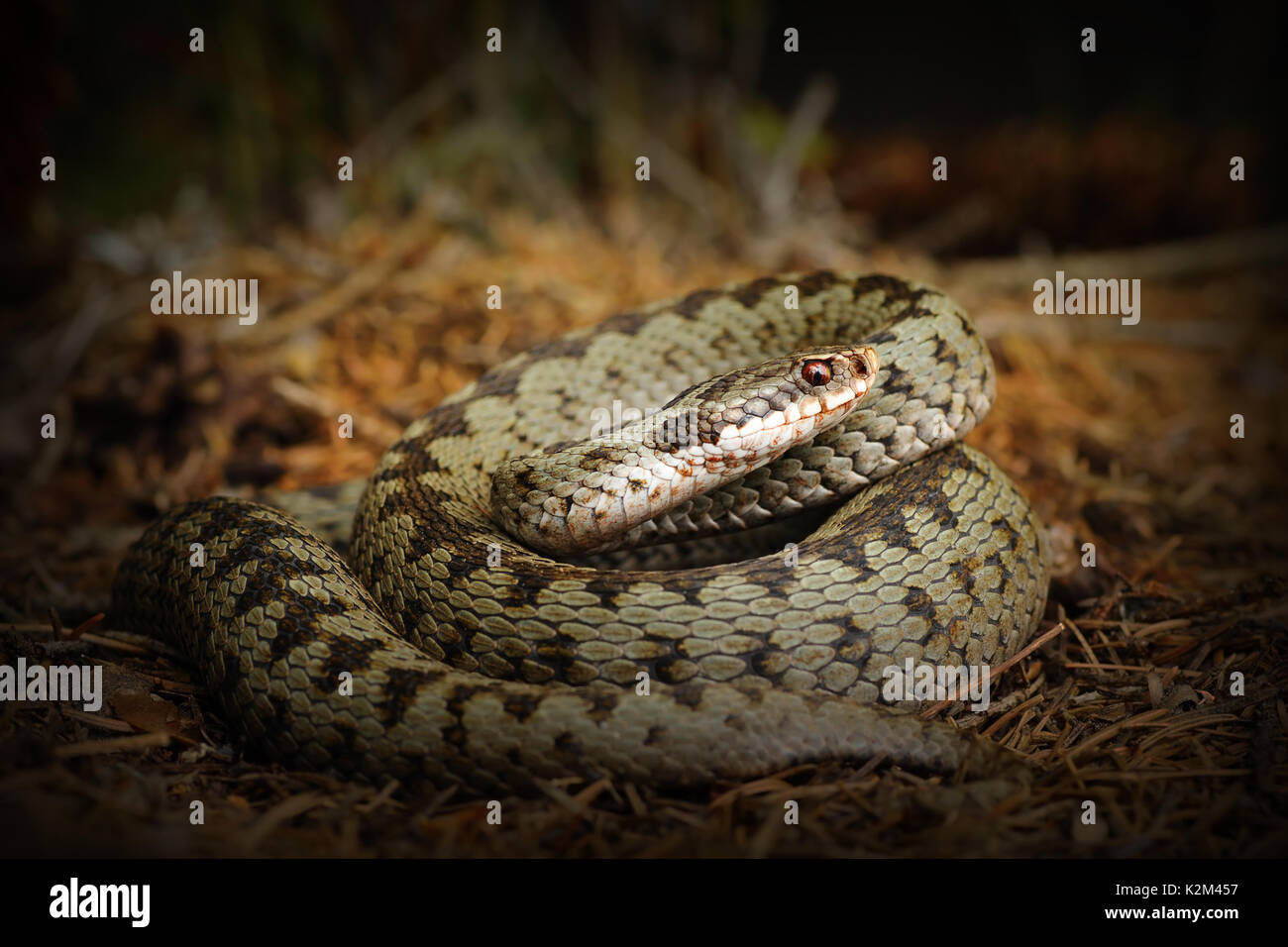 Europäische gekreuzt Viper, Schlange stehend auf Waldboden (Vipera berus) Stockfoto