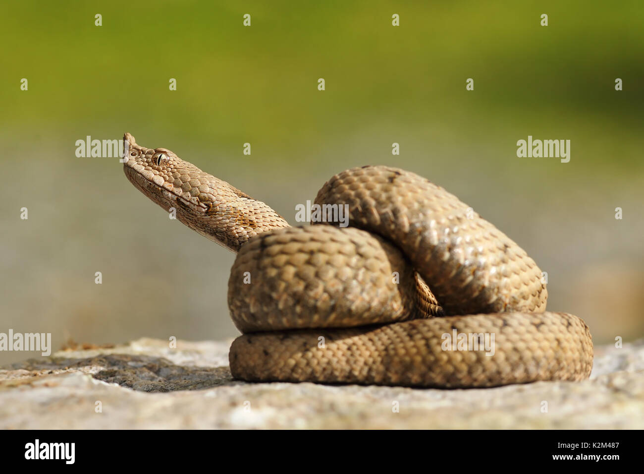 Juvenile ammodytes Addierer Vorbereitung auf Streik (die Nase horned Adder) Stockfoto