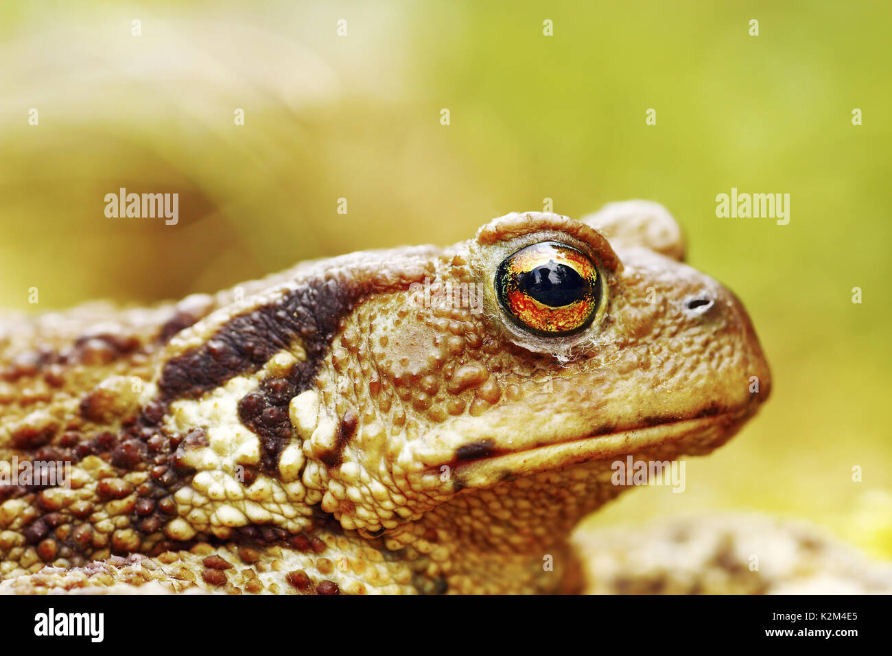 Makro Bild des Gemeinsamen braun Kröte (Bufo), Hintergrund mit Bokeh Stockfoto
